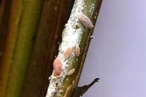 uploads/images/pest/mealy bug in paddy.jpg